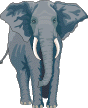 Pachyderm